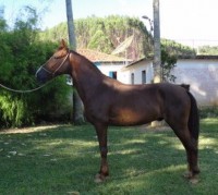 ANÚNCIO ARAPUÃ